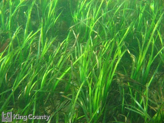 Photo of Eelgrass - Zostera marina